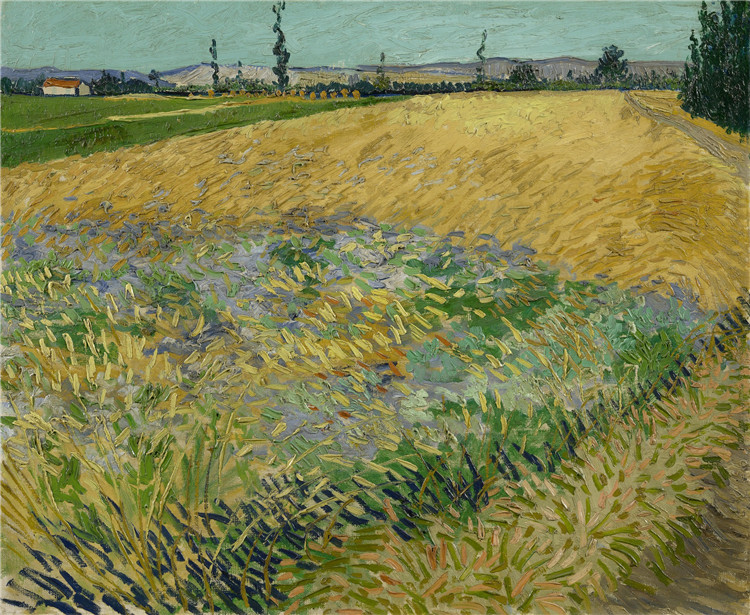 Wheat Field With The Alpilles Foothills In The Background